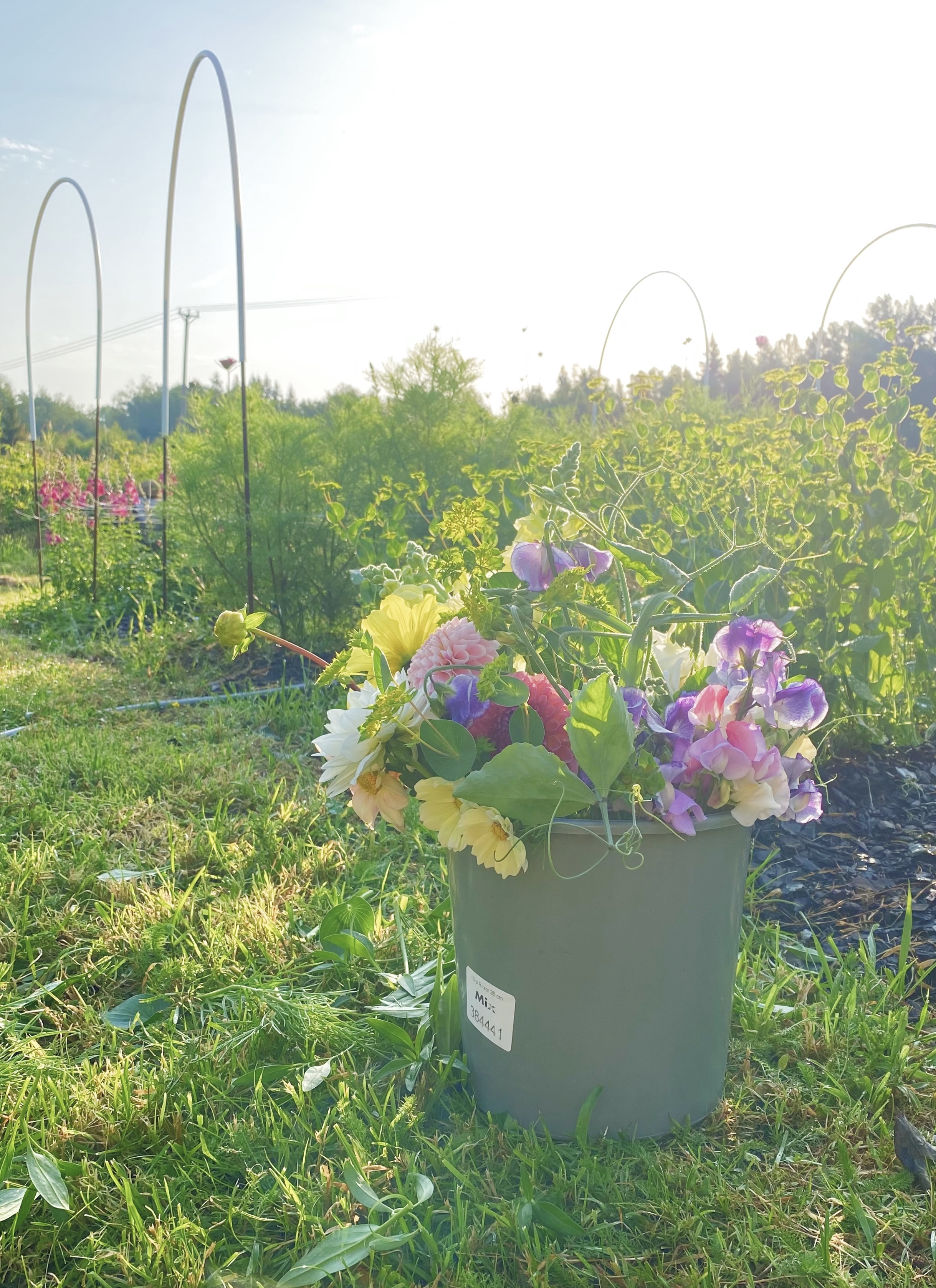 självplock_blommor_vislanda